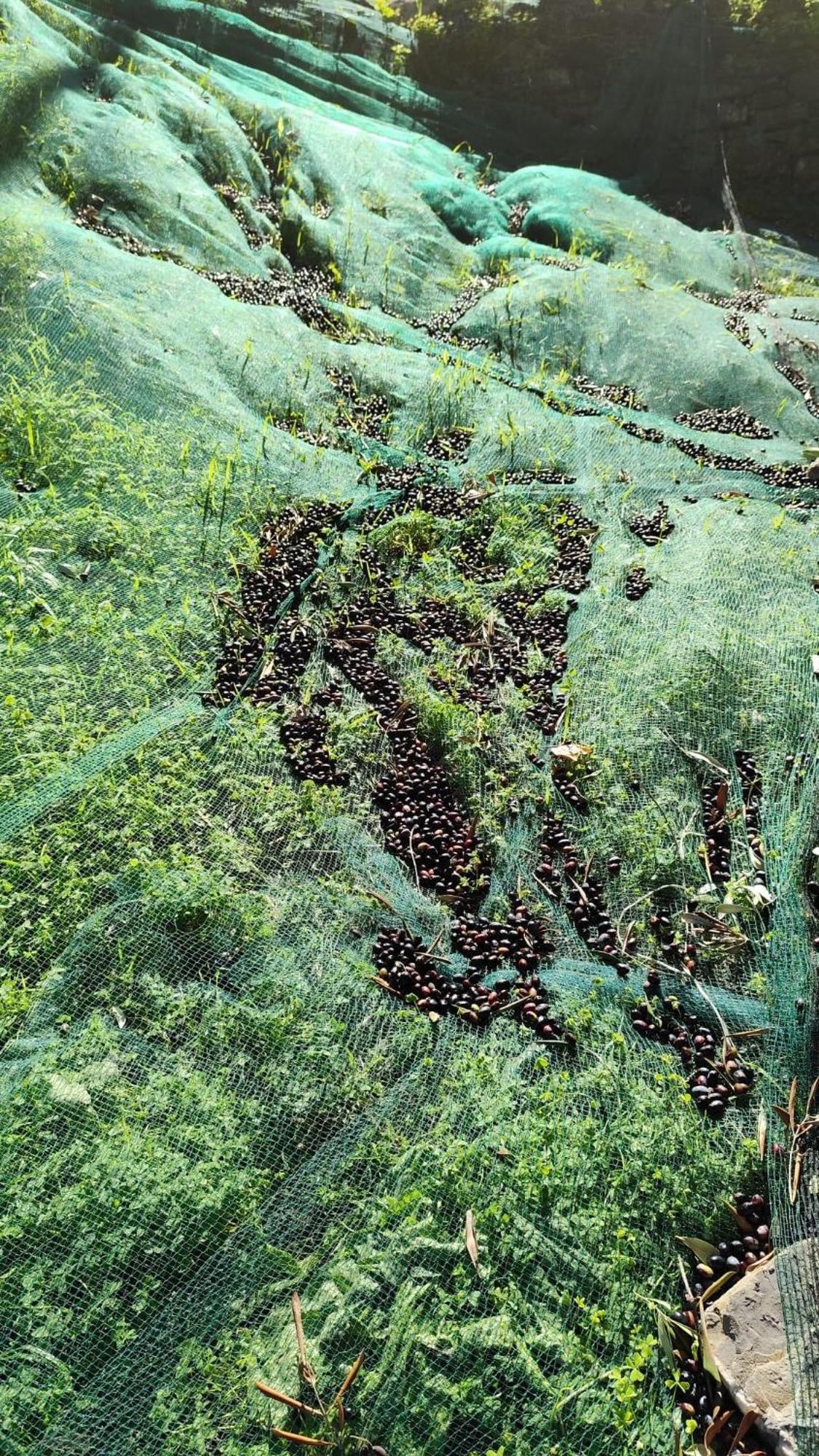Corte Degli Ulivi Terradura المظهر الخارجي الصورة