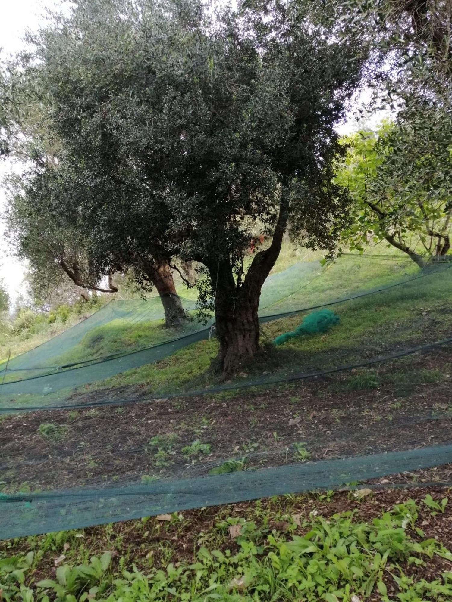 Corte Degli Ulivi Terradura المظهر الخارجي الصورة