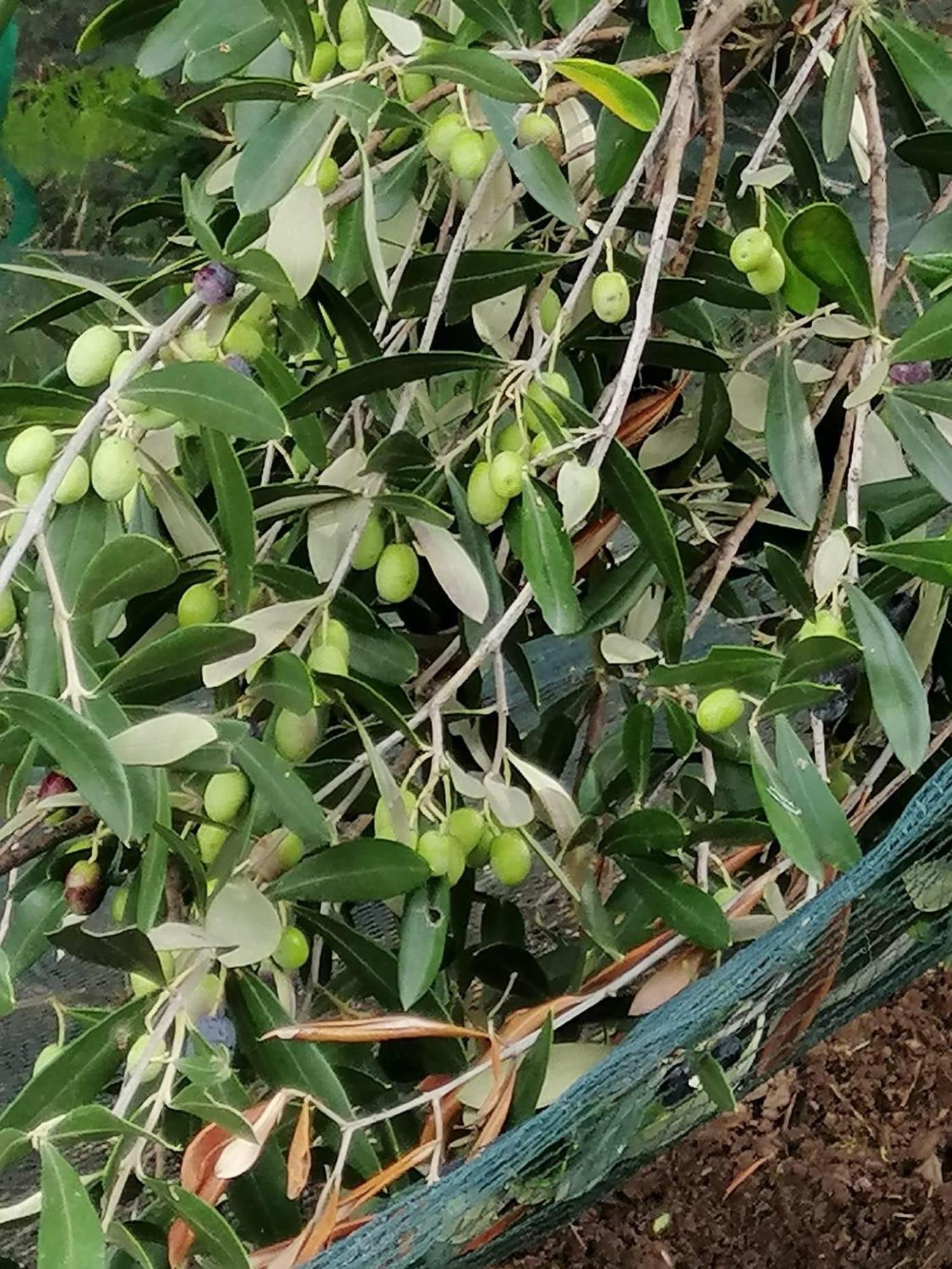 Corte Degli Ulivi Terradura المظهر الخارجي الصورة